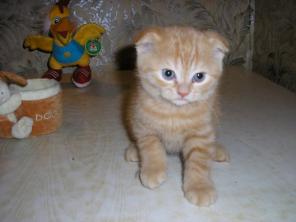 Котята британские и шотландские вислоухие в г.Ставрополе