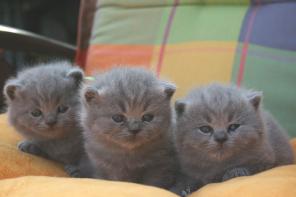 Британские котята из питомника Silvery Snow. Москва