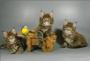 Мейн-кун котята
