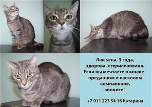 Люсьена очаровательная полосатка ищет дом