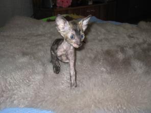 Продаю котенка корниш-рекс