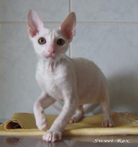 Корниш-рекс, кудрявые котята