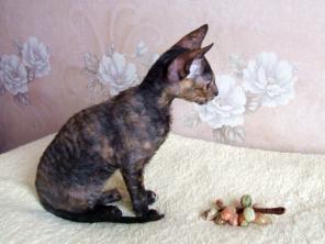 Продам кудрявого котенка Корниш рекс