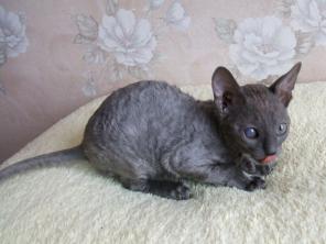 Продам кудрявого котенка Корниш рекс