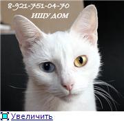 Разноглазая кошечка Май