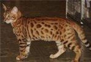 Бенгальские котята, Тойгер