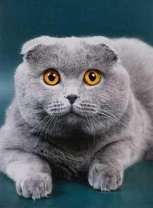 Приглашаем на вязку кошек-продажа котят