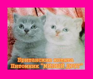 Британские котята – голубой, лиловый, чёрный, шоколадный, биколор, колор-пойнт и табби из питомника «МИЛЫЙ ДРУГ» Санкт-Петербург