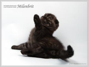 Скоттиш фолд котята