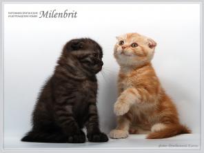 Скоттиш фолд котята