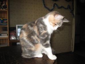 Котенок девочка "акварельное чудо" ищет дом!