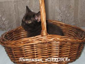 Шотландские Вислоухие и Прямоухие котята Различных окрасов.