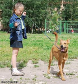 Отдам щенка Калле 6 месяцев, будет 50см в холке.