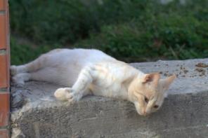 Котик кремового окраса ищет семейное счастье.