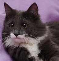 Кот Бонифаций, Бонечка, 1 год, в добрые руки.