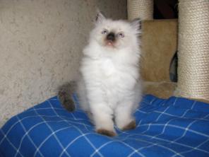 НЕВСКИЕ МАСКАРАДНЫЕ КОТЯТА
