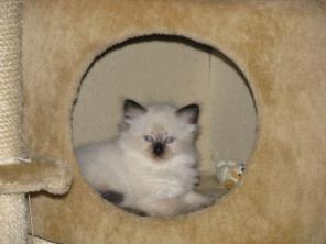 НЕВСКИЕ МАСКАРАДНЫЕ КОТЯТА