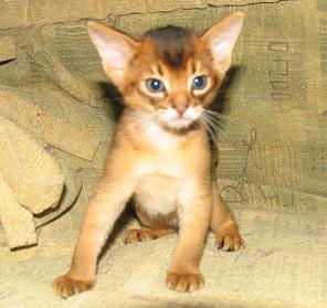 Классные абиссинские котята