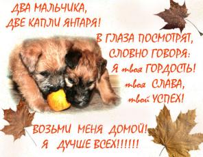 Щенки Пшеничного Терьера!