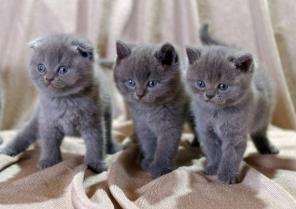 Шотландские вислоухие и британские котята .