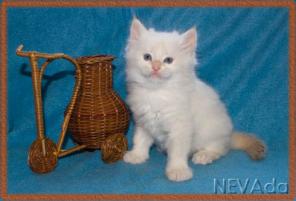 Невский маскарадный котик редкого окраса из питомника НЕВАда