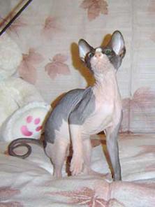 Кошка Канадский сфинкс
