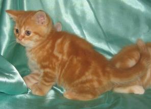 Британские котята , британские кошки - черепаховые , британские коты -красный мрамор, фото британских котят.питомник Его ВеличествоМрамор"