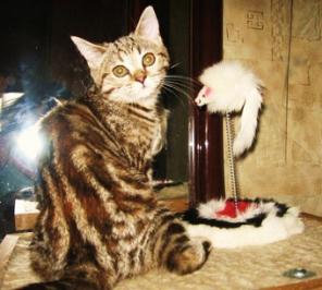 Британские котята , британские кошки - черепаховые , британские коты -красный мрамор, фото британских котят.питомник Его ВеличествоМрамор"