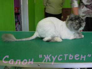 Стрижка собак и кошек 1500-1900 рублей за полный комплекс