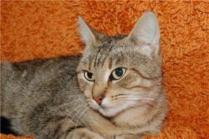 Отдам молодую плюшевую кошку, ласковая, приучена к лоточку!