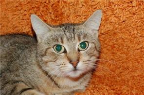 Отдам молодую плюшевую кошку, ласковая, приучена к лоточку!