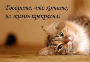Виртуальный приют кошек в дар