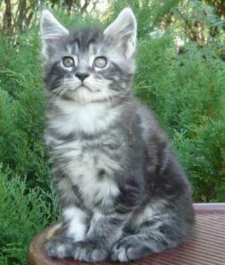 Мейн-Кун котята