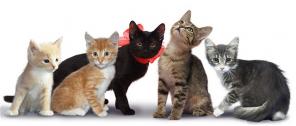 Котята, кошки из Roddomcat в добрые руки даром!