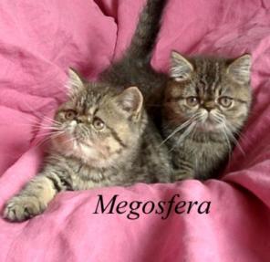 Персидские и экзотические котята питомника Megosfera г.Москва