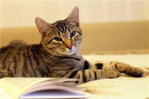 Отдам очаровательного полосатого красивого игривого котенка!