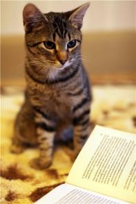 Отдам очаровательного полосатого красивого игривого котенка!