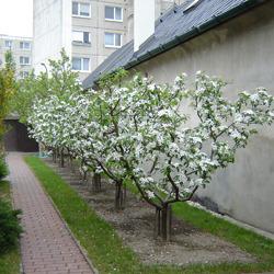 Обрезка деревьев и кустарников! Ландшафтный дизайн и озеленение!