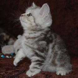 Шотландские прямоухие котята медвежьего типа.