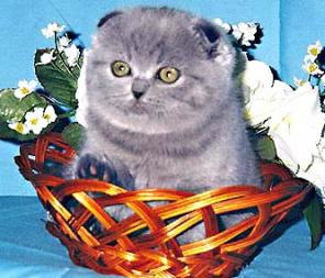 Клубные Британские и Шотландские Вислоухие Котята