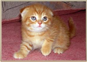 Клубные Британские и Шотландские Вислоухие Котята