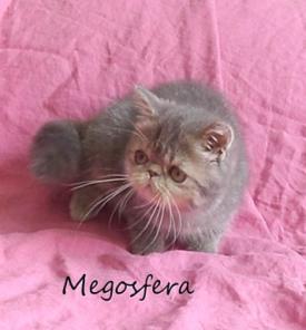 Экзотическая плюшевая кошечка