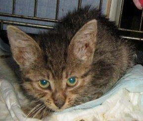 КОТЕНОК 2,5мес ДЕВОЧКА-КРАСАВИЦА ИЩЕТ ДОМ!