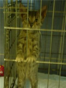 КОТЕНОК 2,5мес ДЕВОЧКА-КРАСАВИЦА ИЩЕТ ДОМ!