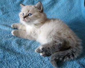 Котёнок - Невский Маскарад !