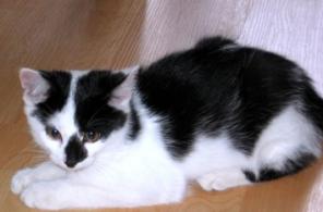 Котенок-клякса в дар