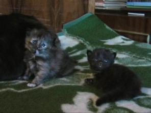 Красивые котята