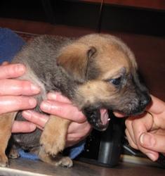 Щенок Чейси, девочка, 1,5 мес., в дар