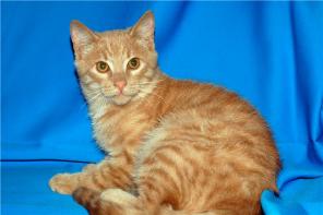 Отдам котенка персикового окраса, нежный ласковый, игривый!