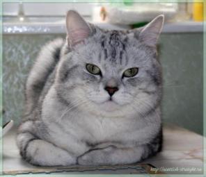 Титулованный кот скоттиш-страйт приглашает вислоухих кошек на вязку